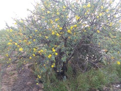 Prosopis palmeri
