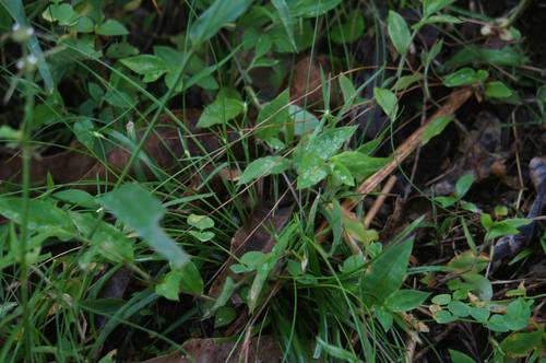 Rhynchospora radicans