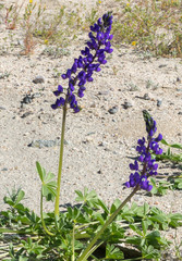 Lupinus odoratus
