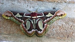 Rothschildia jacobaeae