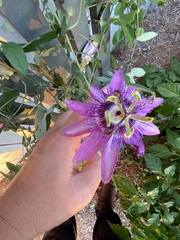 Passiflora amethystina × caerulea