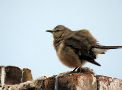 Mimus patagonicus