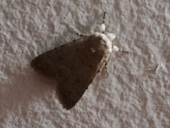 Caradrina clavipalpis