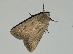 Caradrina clavipalpis