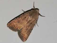 Caradrina clavipalpis