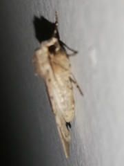Caradrina clavipalpis