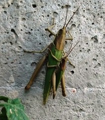 Coryacris angustipennis