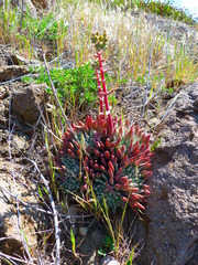 Dudleya greenei