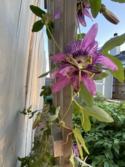 Passiflora amethystina × caerulea