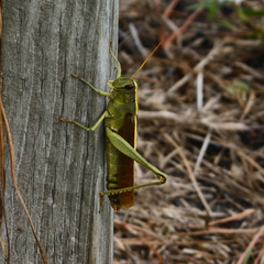 Schistocerca alutacea