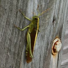 Schistocerca alutacea