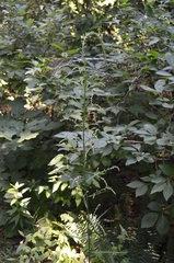Stenanthium gramineum