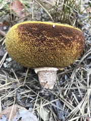 Suillus salmonicolor