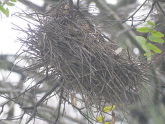 Phacellodomus sibilatrix