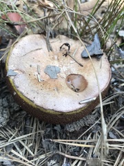 Suillus salmonicolor