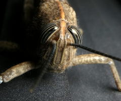Acrididae