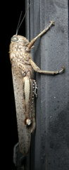 Acrididae