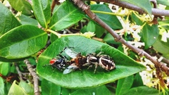 Phiale roburifoliata