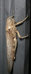Acrididae