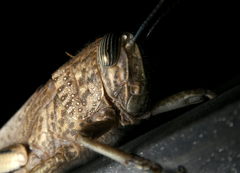 Acrididae