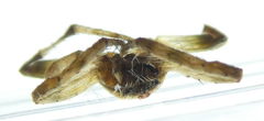 Araneae