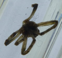 Araneae