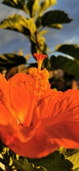 Hibiscus rosa-sinensis