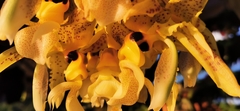 Stanhopea