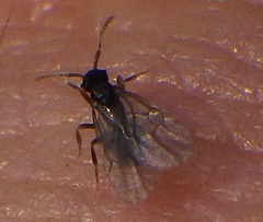 Myrmecina americana