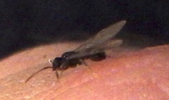 Myrmecina americana
