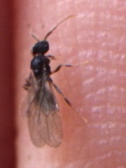 Myrmecina americana