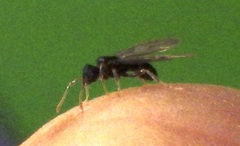 Myrmecina americana
