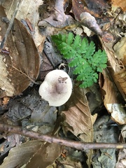 Lactarius cinereus