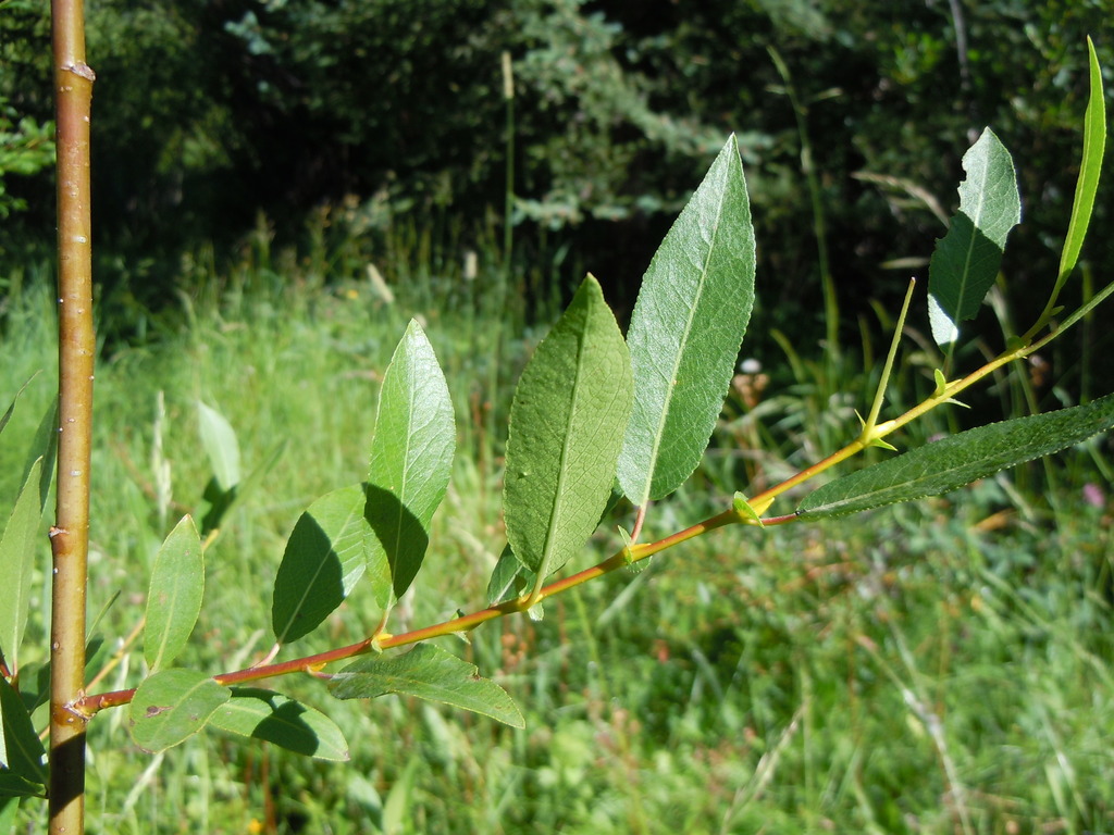 booth's willow (Common Riparian Woody Plants of Washington) · iNaturalist