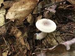Lactarius cinereus