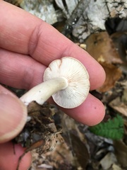 Lactarius cinereus