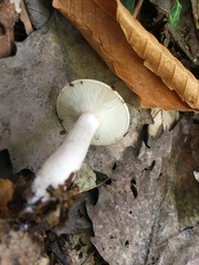 Lactarius cinereus