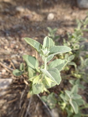 Tetraclea coulteri