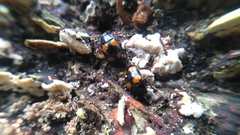 Aulacocheilus doriae