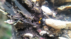 Aulacocheilus doriae