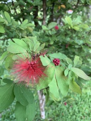 Calliandra tergemina emarginata