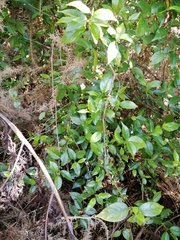 Geniostoma ligustrifolium