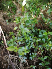 Geniostoma ligustrifolium