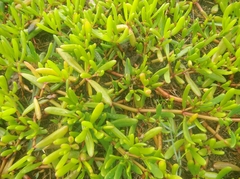 Sesuvium portulacastrum