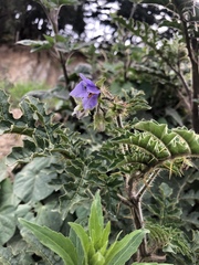 Solanum