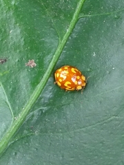 Neocalvia cayennensis