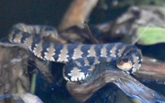 Nerodia fasciata pictiventris image