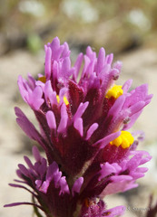 Castilleja exserta venusta