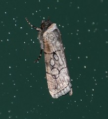 Sympistis sectiloides