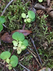 Linnaea borealis longiflora